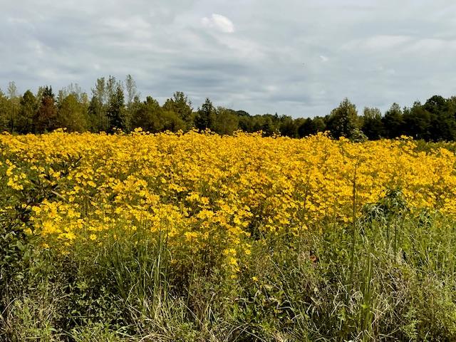 Waist-High Yellow Flowers Margie Sanders Outside